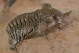 Pseudocryphaeus Trilobite With Metacanthina - Lghaft, Morocco #339620-4